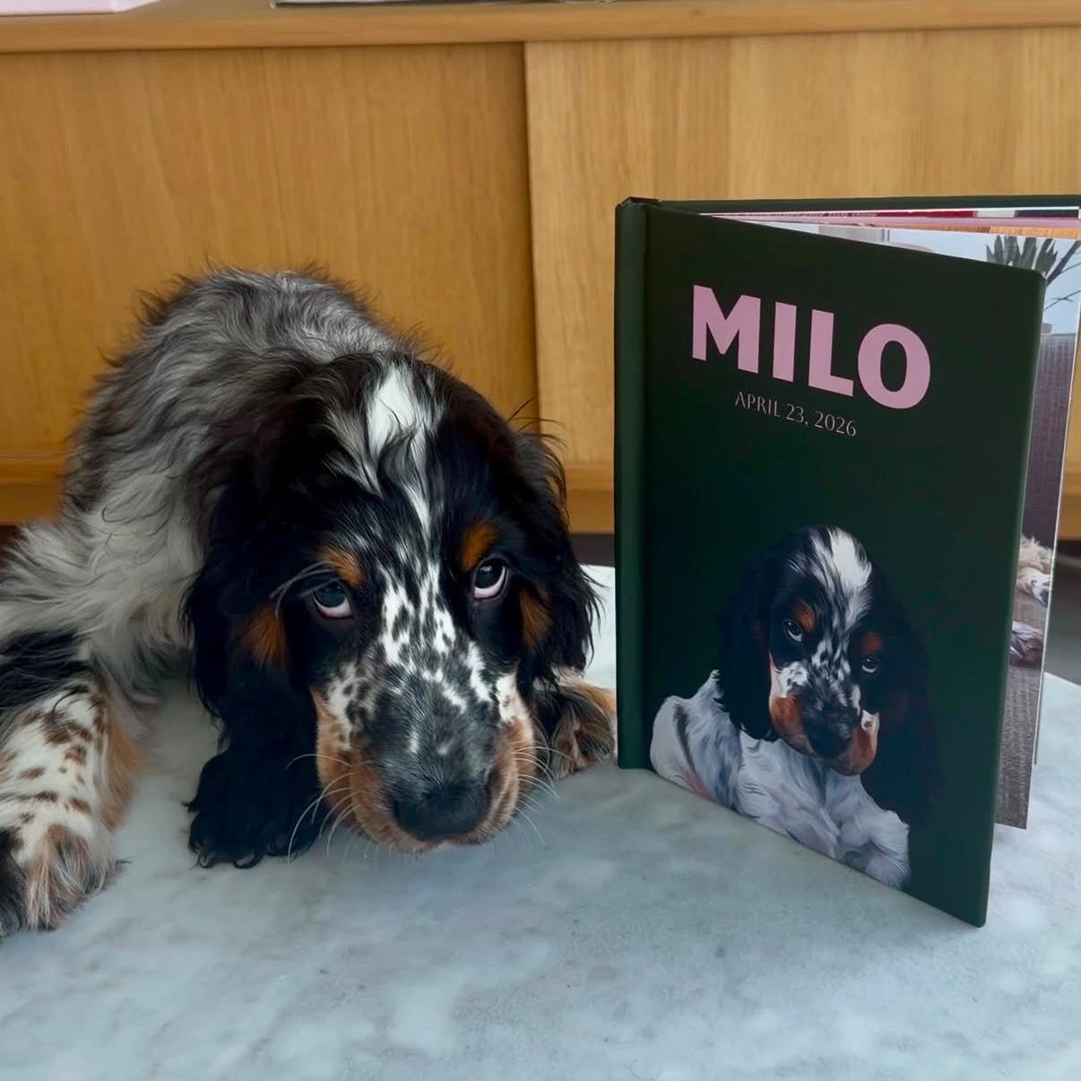 A dog portrait book titled 'MILO' with a photo of a black and white dog on the cover, standing next to a real dog lying on a light marble floor in front of a wooden cabinet.