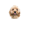 Retrato de mascota personalizado para álbum de fotos