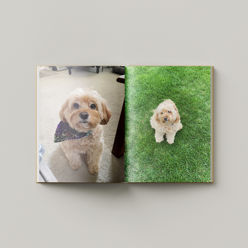 An open printed photo book or album displayed against a light gray background. The pages show two photographs of a small fluffy dog: one sitting indoors on a carpet with a bandana, and one standing on green grass outdoors.